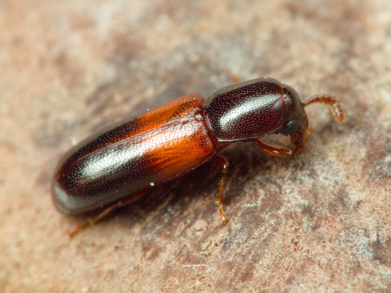 Corticeus fasciatus (Fabricius, 1790)